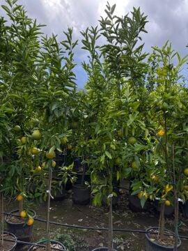 Klemantin Mandalina Fidanı – 4-5 Yaş Büyük Boy