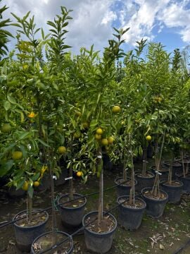 Klemantin Mandalina Fidanı – 4-5 Yaş Büyük Boy
