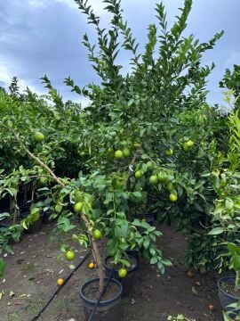 Mayer Limon – 4-5 yaş büyük boy fidan