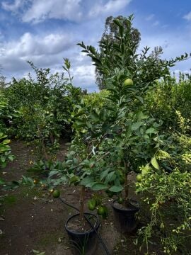 Mayer Limon – 4-5 yaş büyük boy fidan