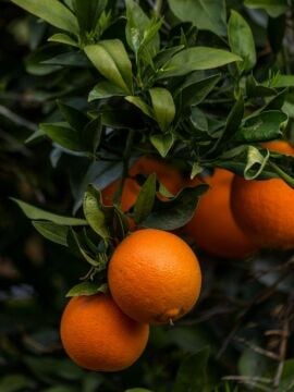 Washington Portakal – 4-5 yaş büyük boy fidan