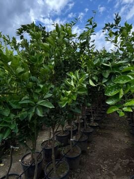 Washington Portakal – 4-5 yaş büyük boy fidan