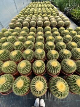 Varil Kaktüs – Echinocactus grusonii 5 lt saksı