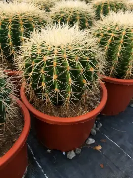 Varil Kaktüs – Echinocactus grusonii 5 lt saksı