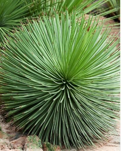 Agave geminiflora – İnce Yapraklı Sabırlık 7lt saksı