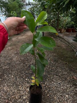 Graviola Fidanı – Annona muricata (Tarçın Elması)