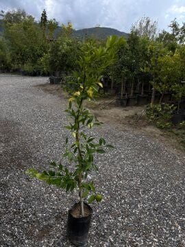 Kishu Mandalina Fidanı – Çekirdeksiz Japon Mandalinası