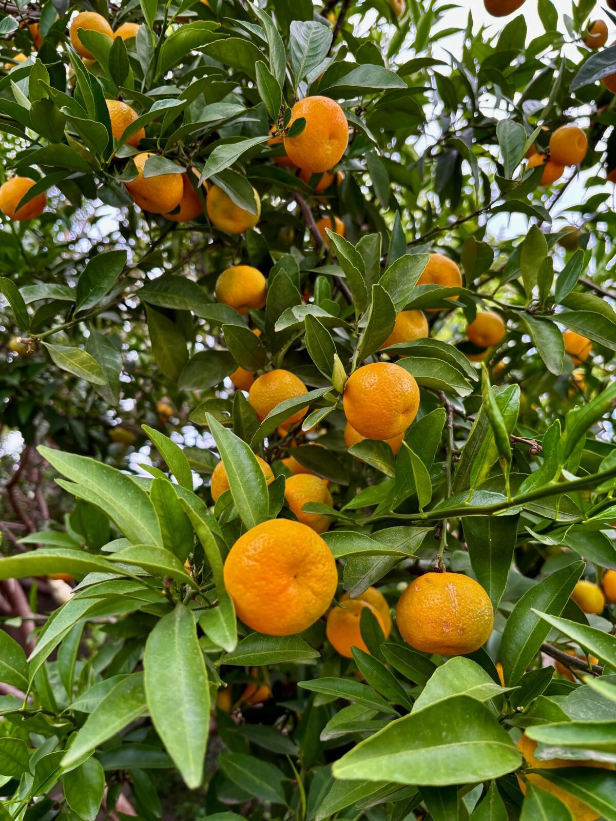 Kishu Mandalina Fidanı – Çekirdeksiz Japon Mandalinası
