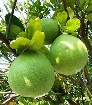 Şadok Fidanı – Pomelo (Citrus maxima)