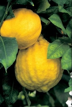 Jumbo Limon Fidanı (2-3 yaş)