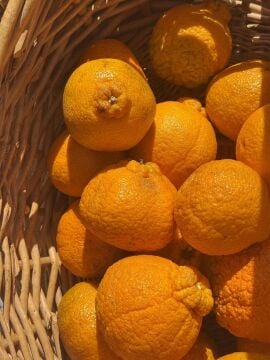 Okitsu Erkenci Mandalina Fidanı (2-3 yaş)