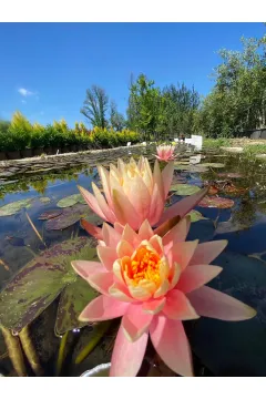 Somon Nilüfer Çiçeği