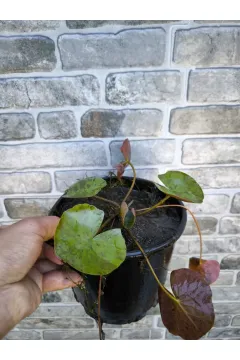 Somon Nilüfer Çiçeği