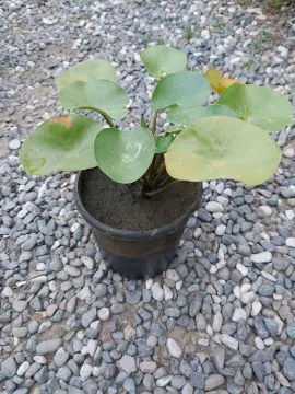 Beyaz Nilüfer Çiceği