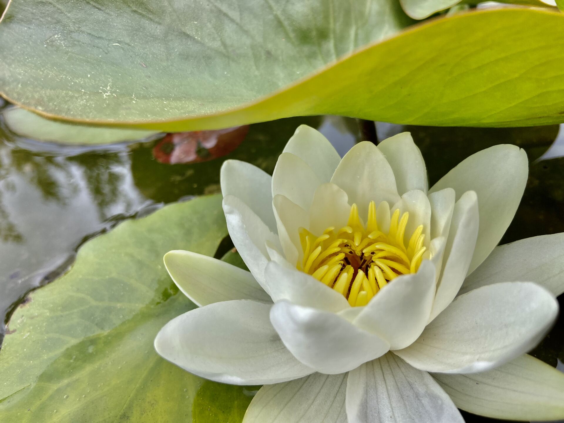 Beyaz Nilüfer Çiceği