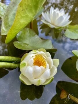 Beyaz Nilüfer Çiceği