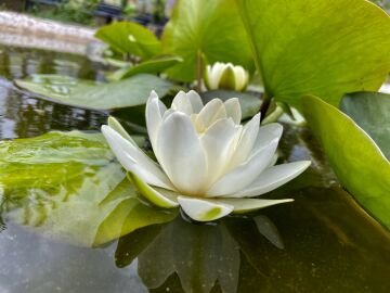 Beyaz Nilüfer Çiceği