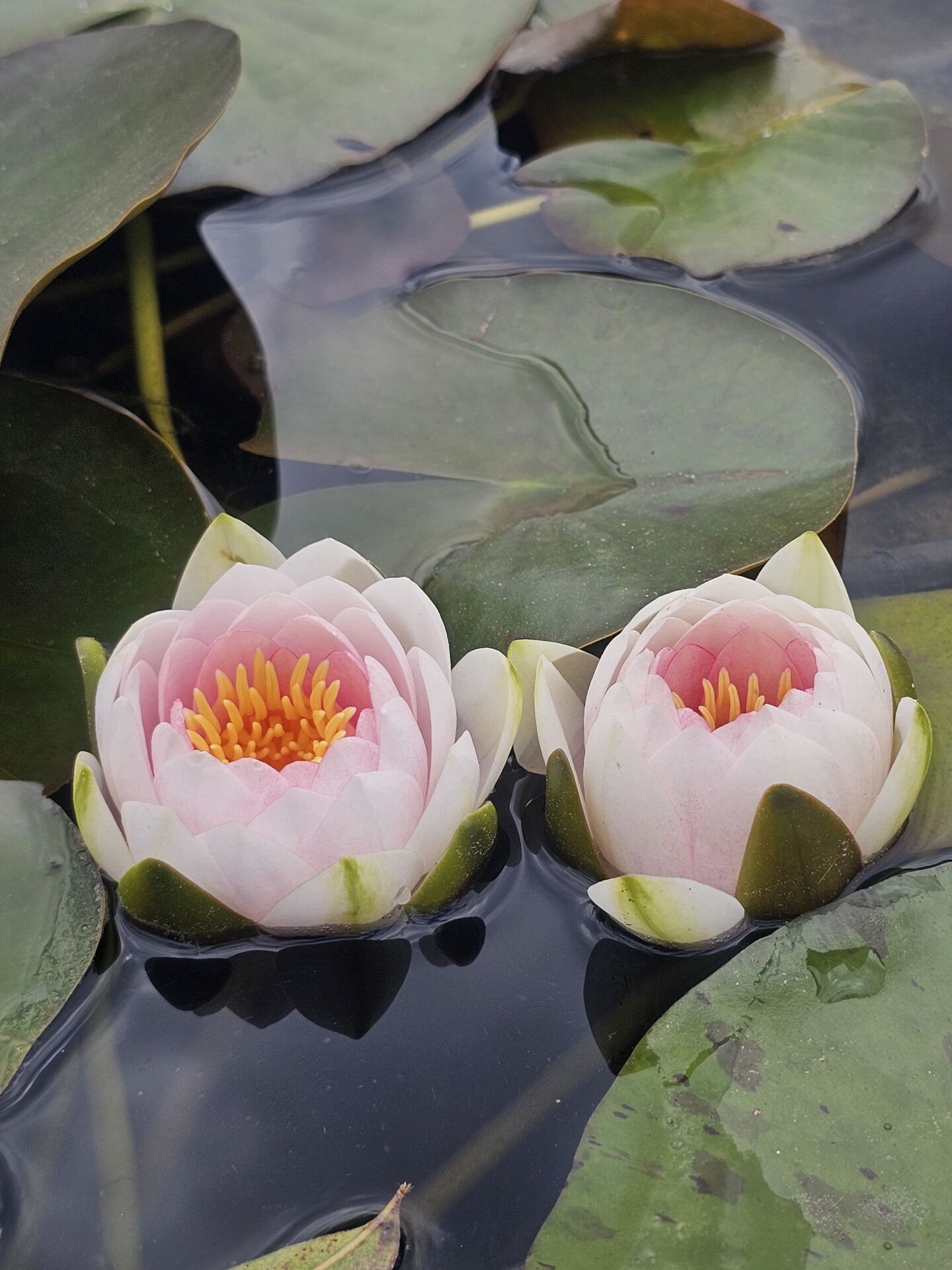 Pembe Nilüfer Çiçeği