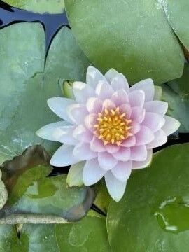 Pembe Nilüfer Çiçeği