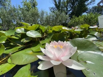 Pembe Nilüfer Çiçeği