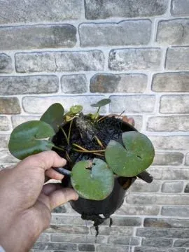 Pembe Nilüfer Çiçeği