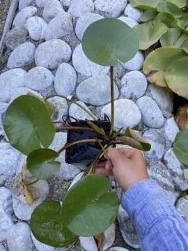 Kırmızı Nilüfer Çiçeği