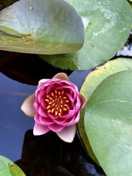 Kırmızı Nilüfer Çiçeği