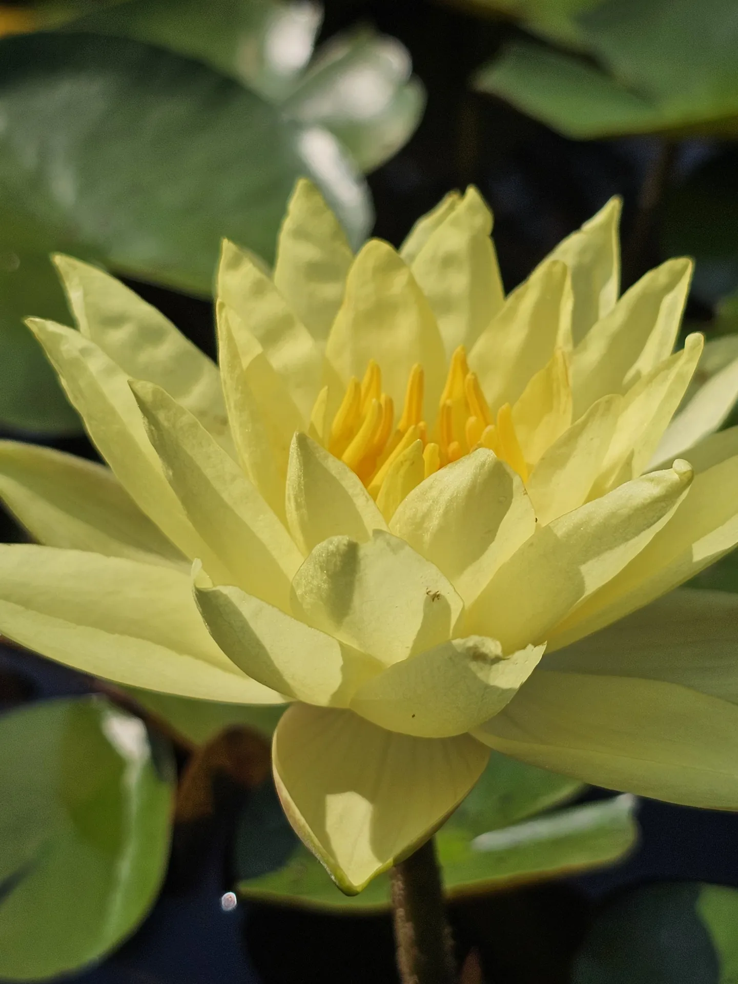 Sarı Nilüfer (Nymphaea)