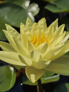 Sarı Nilüfer (Nymphaea)