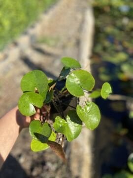 Sarı Nilüfer (Nymphaea)