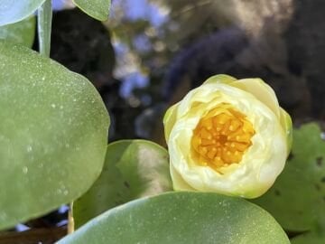 Sarı Nilüfer (Nymphaea)