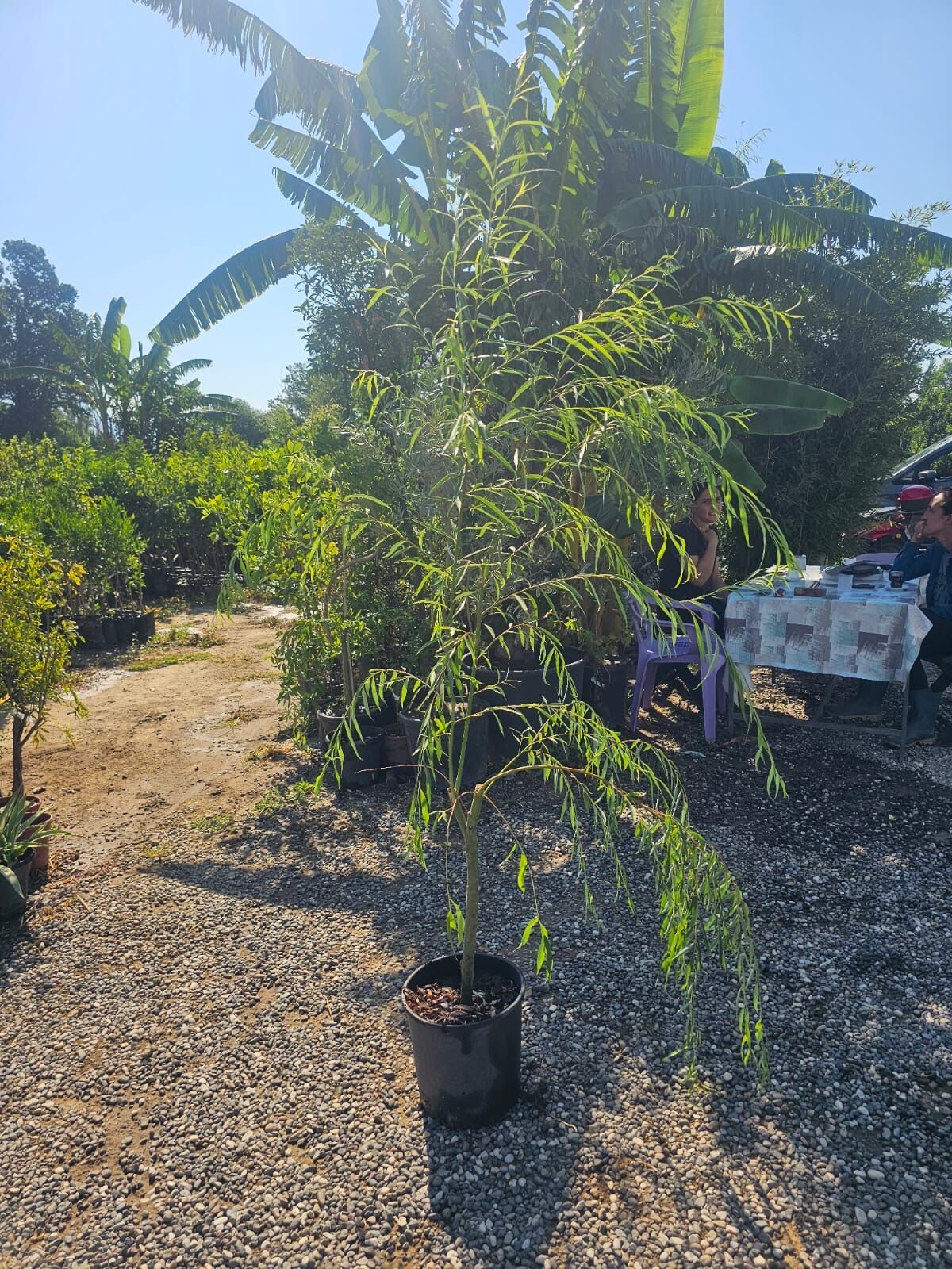 Salkım Söğüt Salix Babylonica