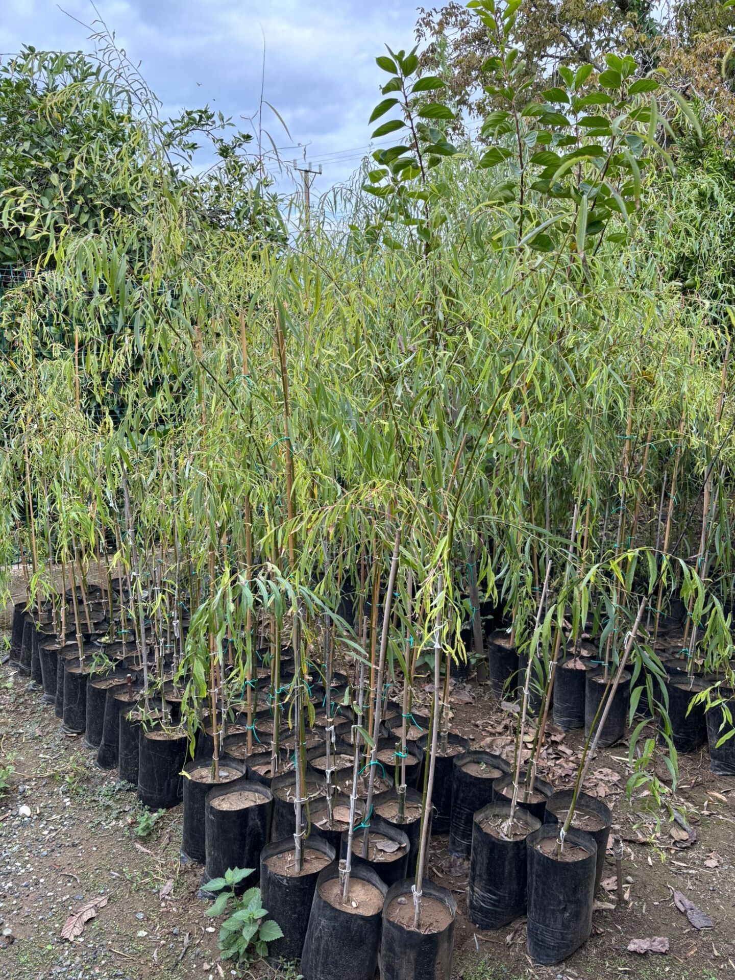 Salkım Söğüt Salix Babylonica