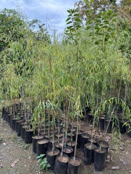 Salkım Söğüt Salix Babylonica