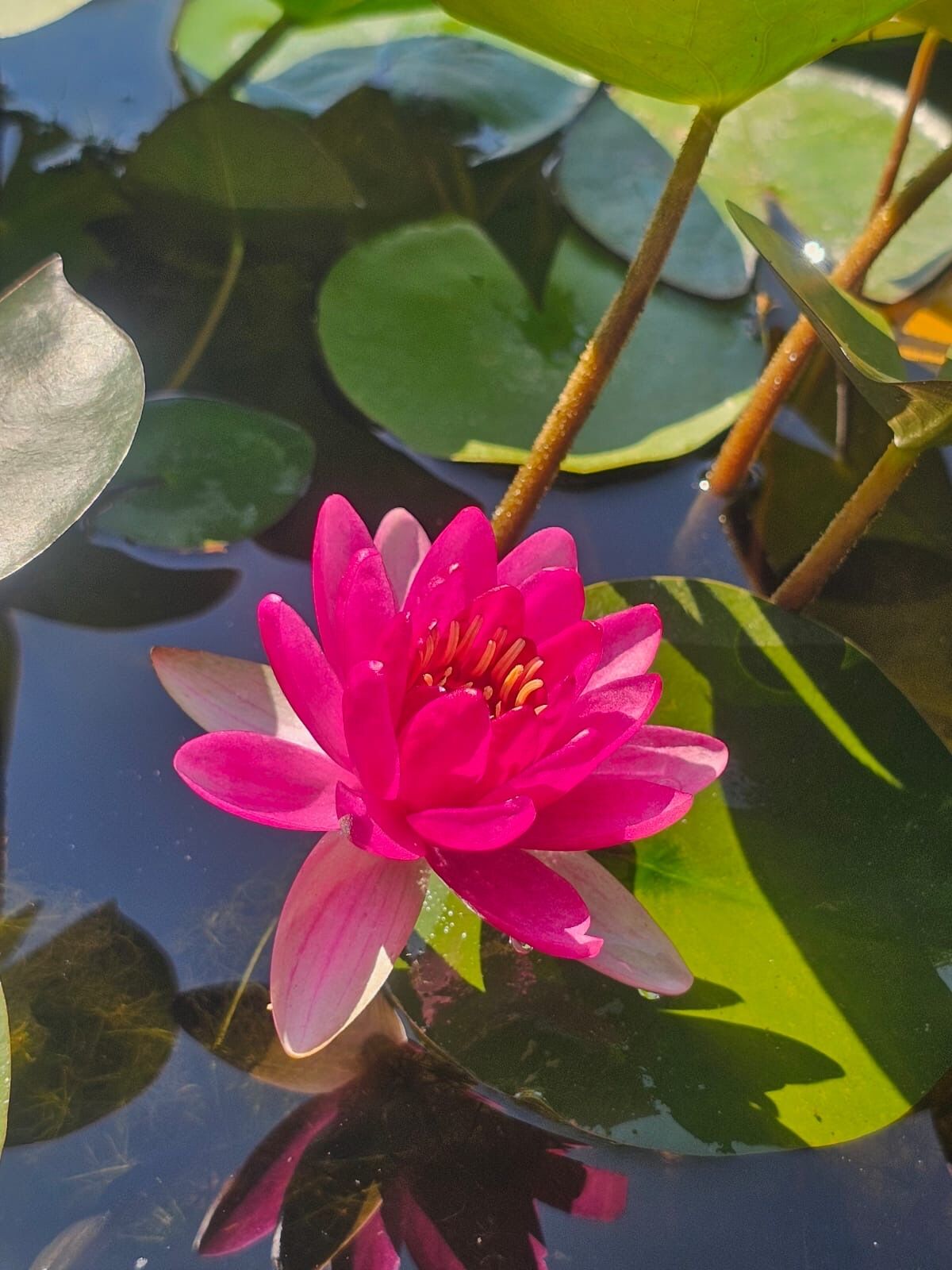 Bebek Kırmızı Nilüfer (Nymphaea ‘Perry's by Red’)