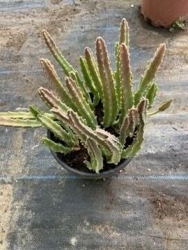 Leş kaktüs (Stapelia Grandiflorus)