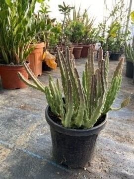 Leş kaktüs (Stapelia Grandiflorus)