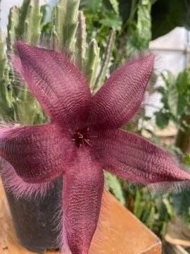 Leş kaktüs (Stapelia Grandiflorus)