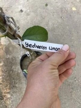 Yediveren Limon Fidanı