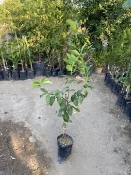 Yediveren Limon Fidanı