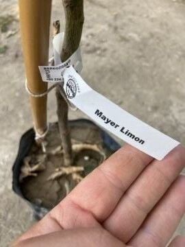 Mayer Limon Fidanı