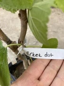 Erkek Dut (Morus alba) – Polen Veren Dut Ağacı