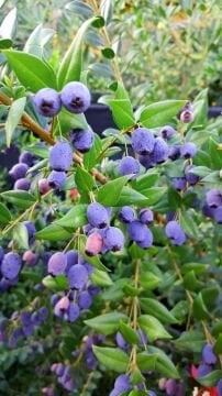 Siyah Mersin – Aromatik Peyzaj Bitkisi | Çit & Saksı Bitkisi