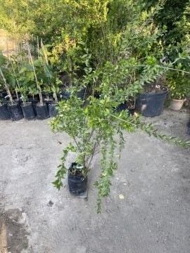 Siyah Mersin – Aromatik Peyzaj Bitkisi | Çit & Saksı Bitkisi