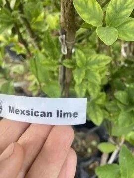 Mexican Lime (Key Lime) Fidanı