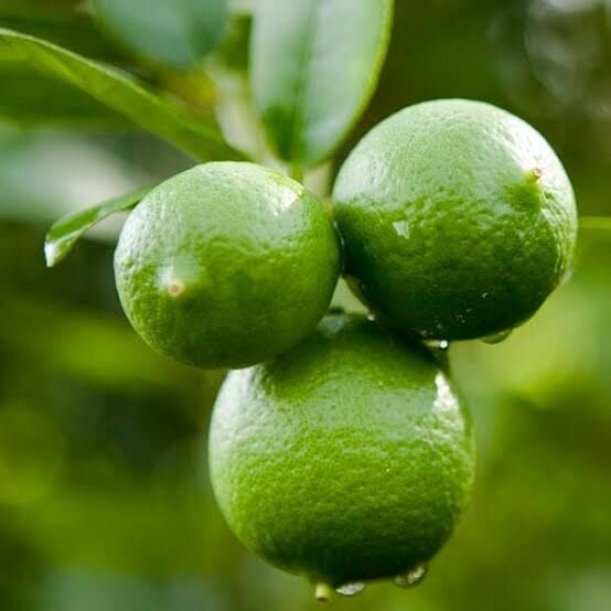 Mexican Lime (Key Lime) Fidanı