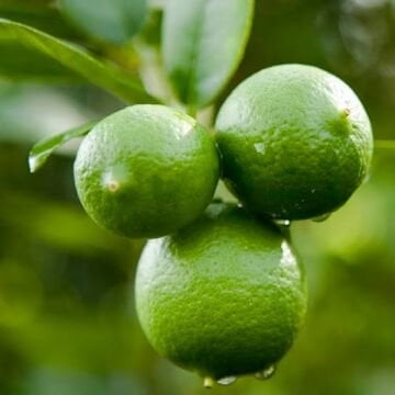 Mexican Lime (Key Lime) Fidanı