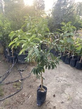 Kumkuat Fidanı (Fortınella)