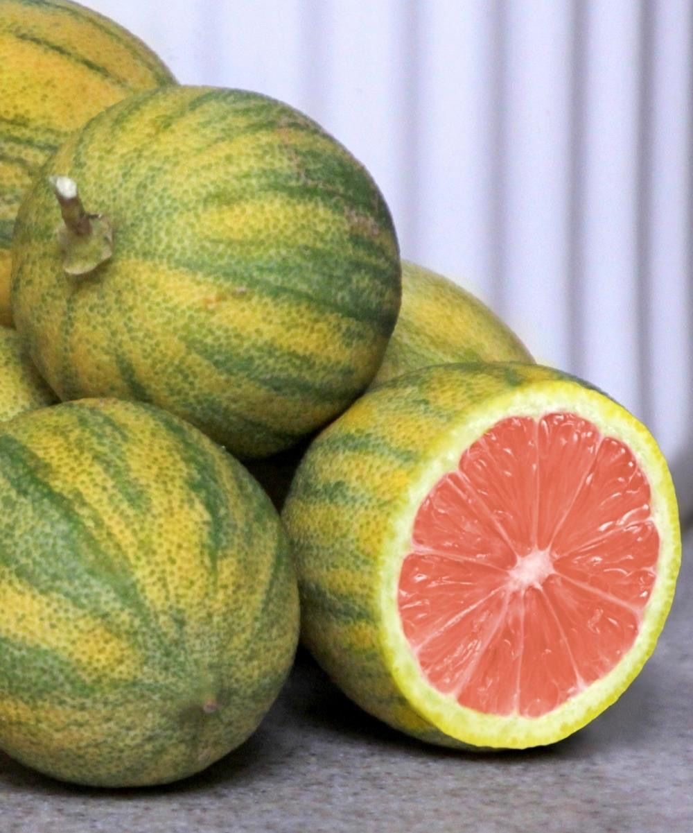 Alacalı Pembe Limon (Citrus Limon Variegata)