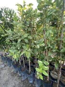 Alacalı Pembe Limon (Citrus Limon Variegata)